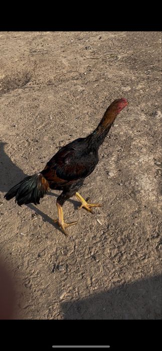 дакандар сатылады срочна 3 штук