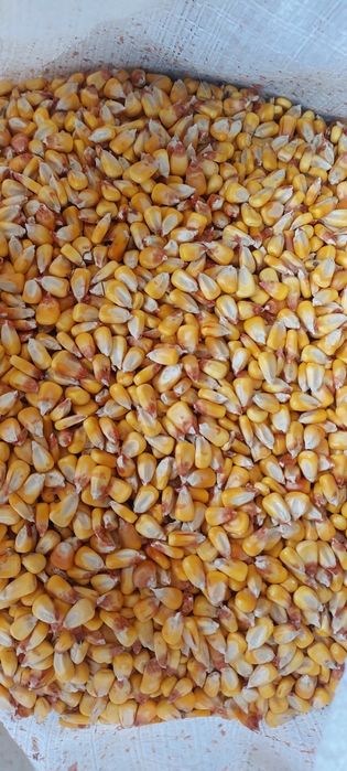 Porumb de vanzare de la 5 kg pana la tone