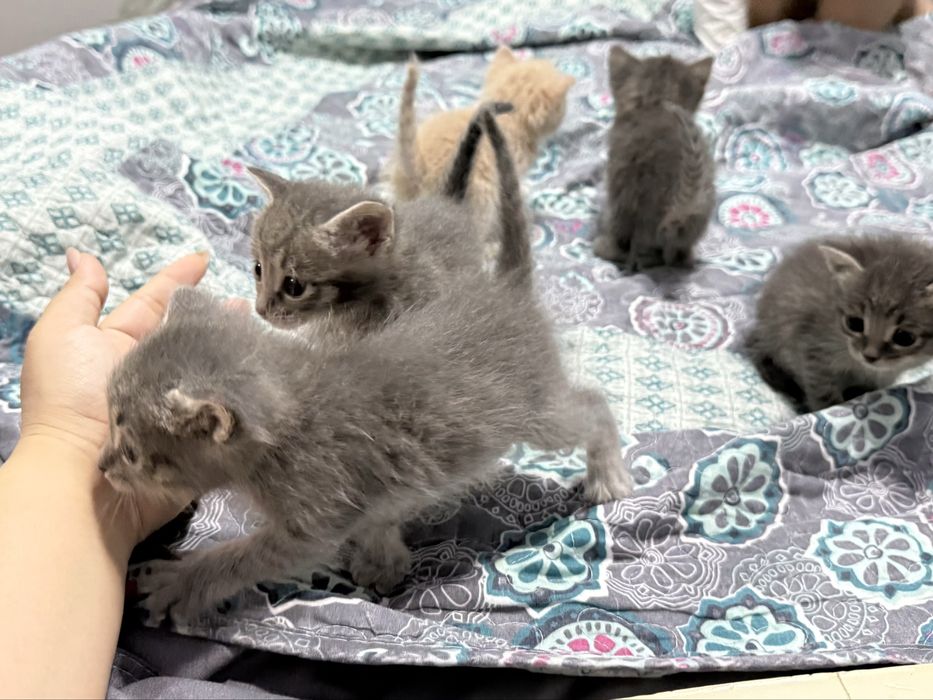 Отдам котят в добрые руки