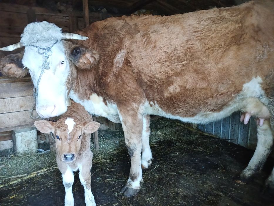 Vând vacă bălțată românească