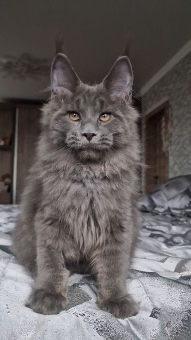 Мейн-кун котёнок