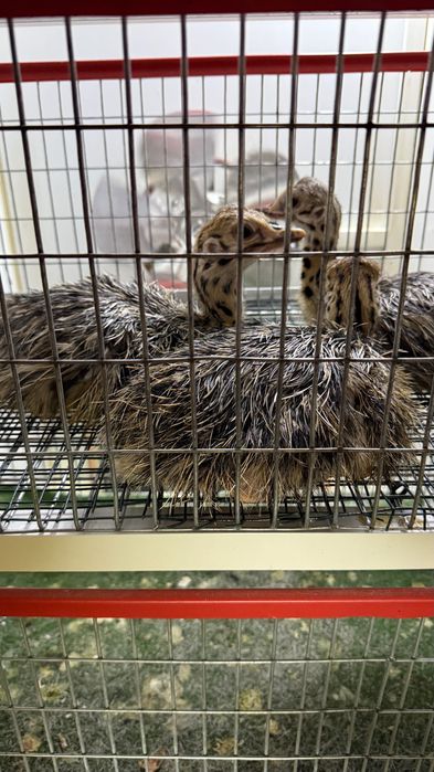 Pui de struț o lună, linie genetică bună.