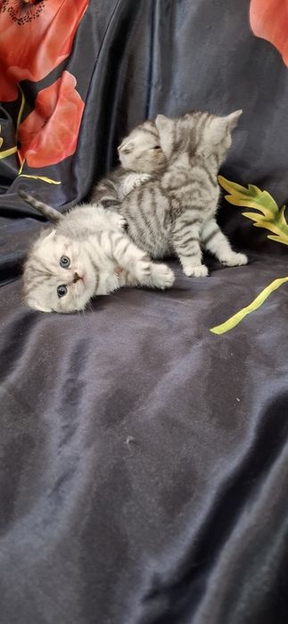 Шикарные вислоухие котята
