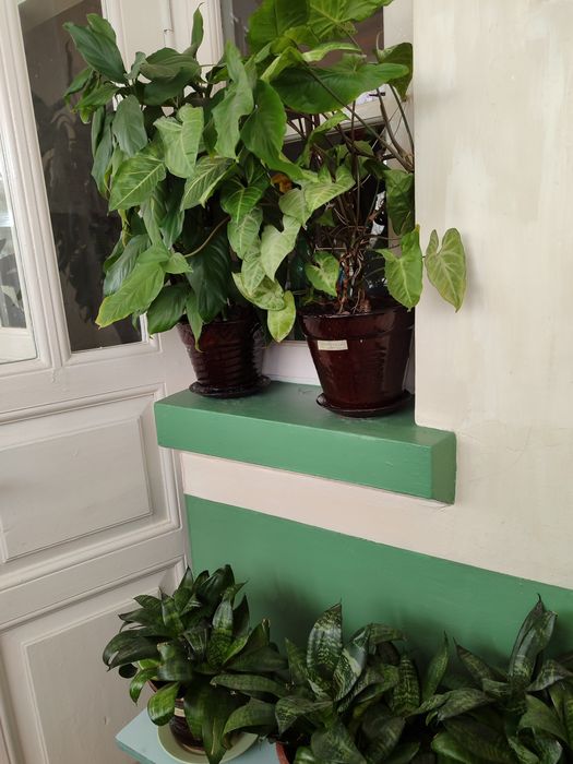 Цветы для дома и офисов.