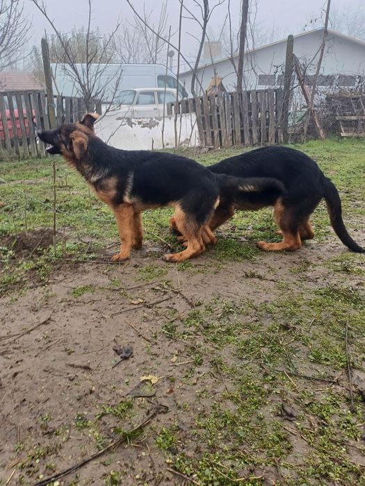 Немски овчарки.