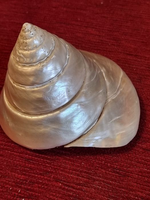 Scoica,cochilie Gigant Trochus Niloticus,sidef natural polizat(11cm)