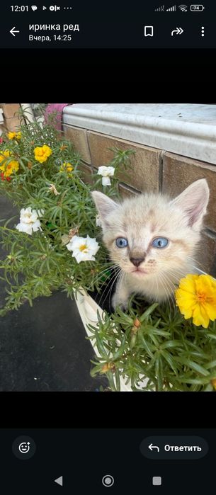 Отдам котят бесплатно