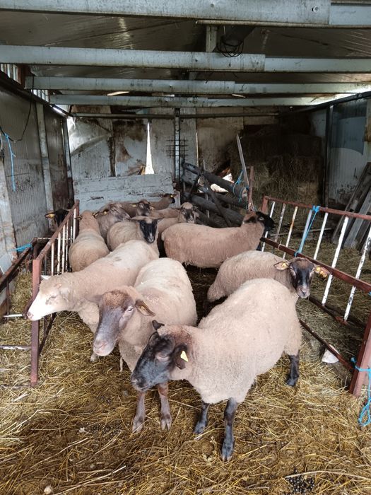 Oi la schimb pe vaca cu lapte