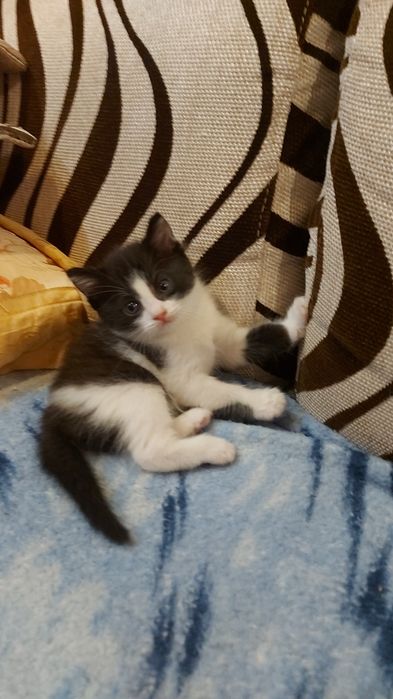 Отдам котят в хорошие руки
