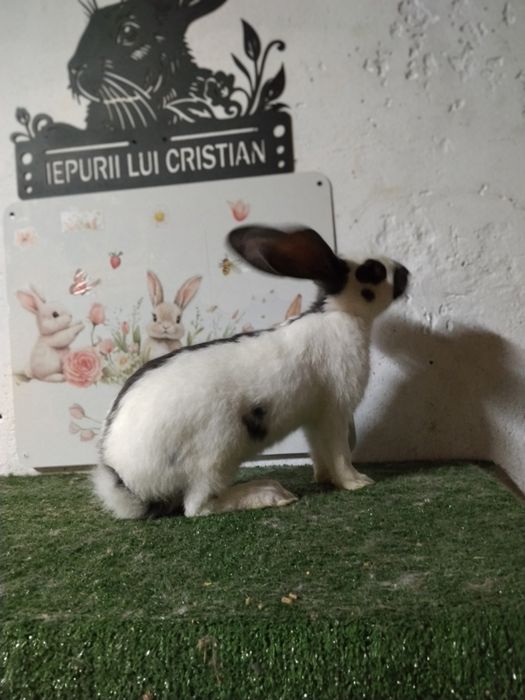 Tineret disponibil