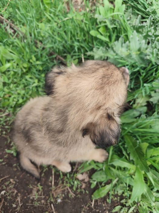 Щенок мальчик пёс собака кобель