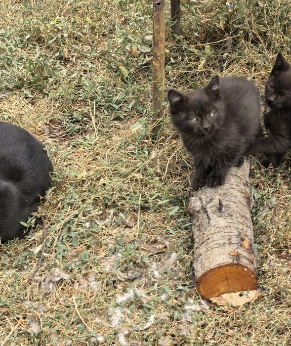 Отдам котят в добрые руки