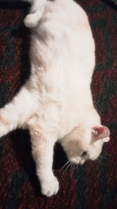 Британски мушук.