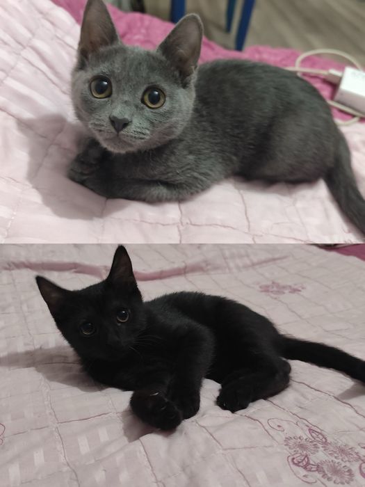 Котята в хорошие руки