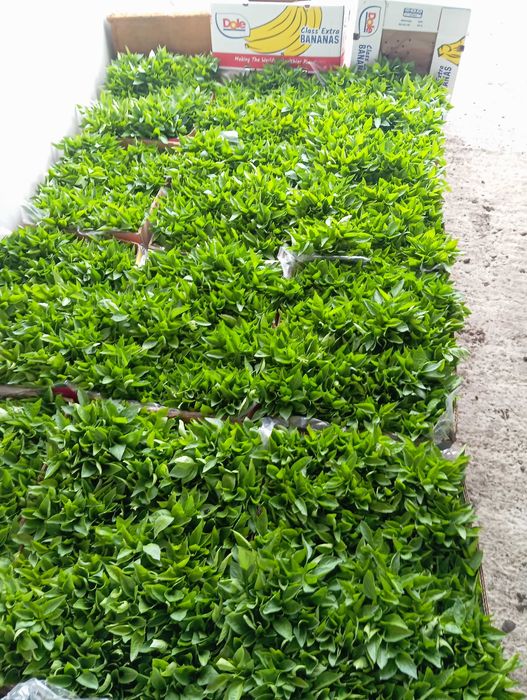 Продавам разсад за Пипер,Домати,Краставици и др.