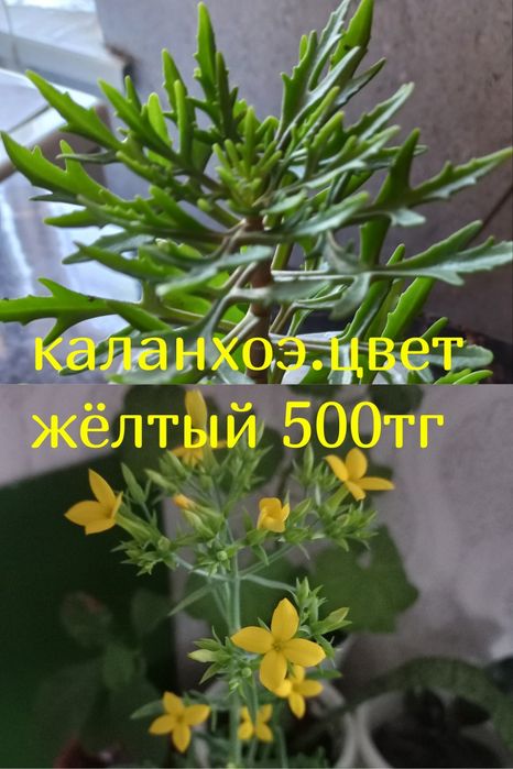 Комнатные цветы не дорого