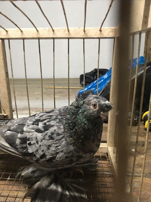 Продам челкарь самец