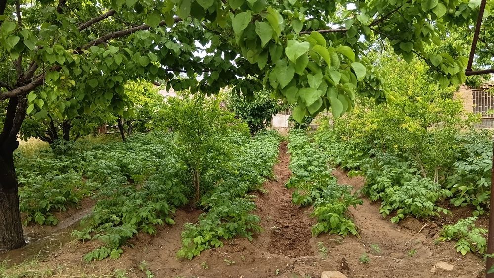 Zarafshon shahrida Miraj 2 da hovli sotiladi