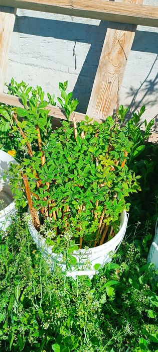 Саженцы малины сатамын