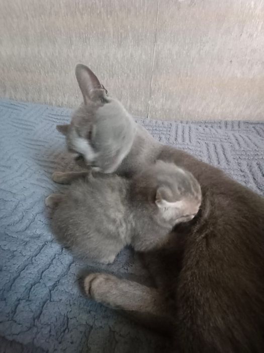 Срочно продам котят