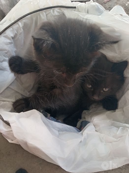 Две мальчики котята