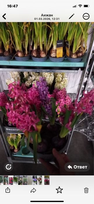 Орзидеии,Дендробиумы,Азалии