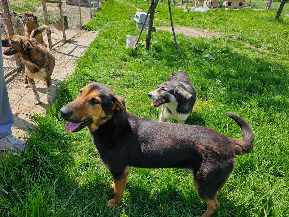 Maggie, pentru adoptie