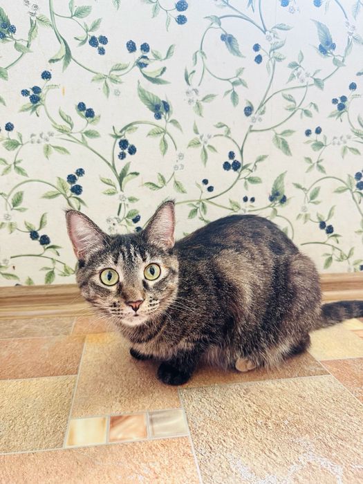Любопытная кошка
