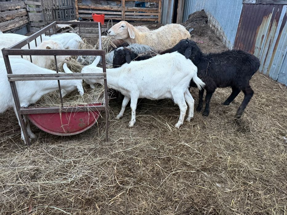На продаже козел и козы