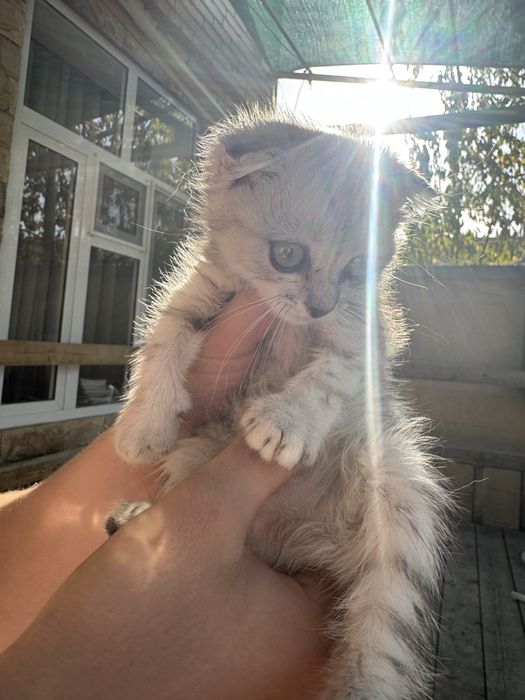 Котята