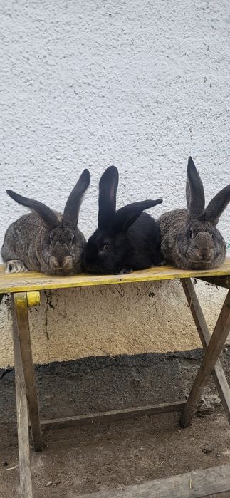 Vand Iepuri Uriași German