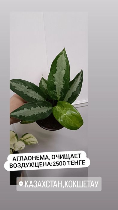 Аглаонема:2500 тенге