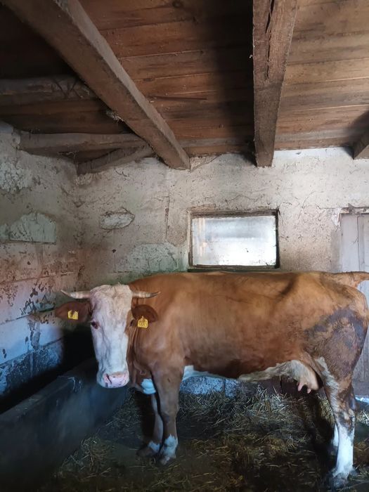 Vând vacă Bălțată Românească