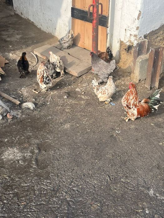 Карликовые куры красивые