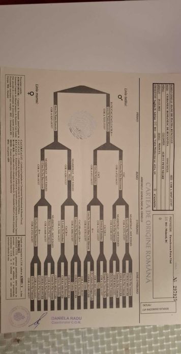Mascul ciobanesc romanesc de bucovina