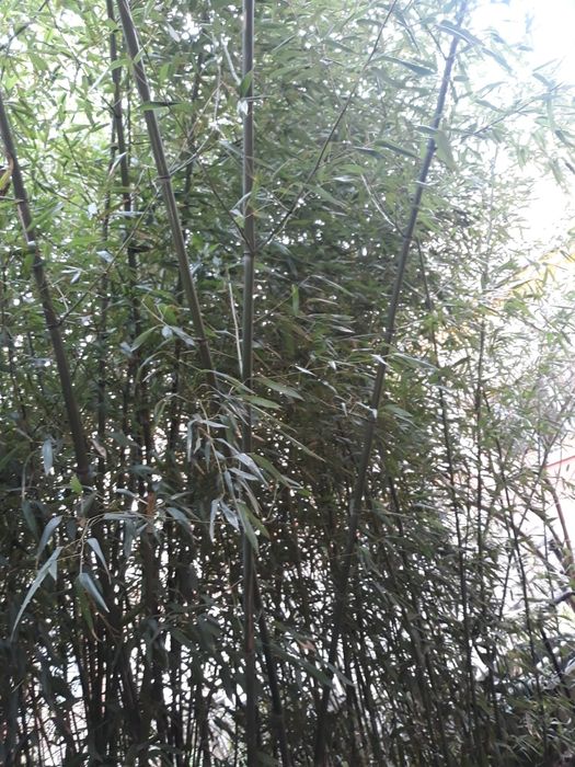 Bambusi puieti verzi crestere rapida