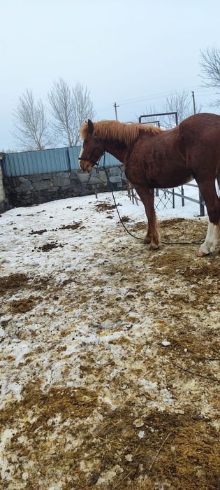 Продам жеребца срочно