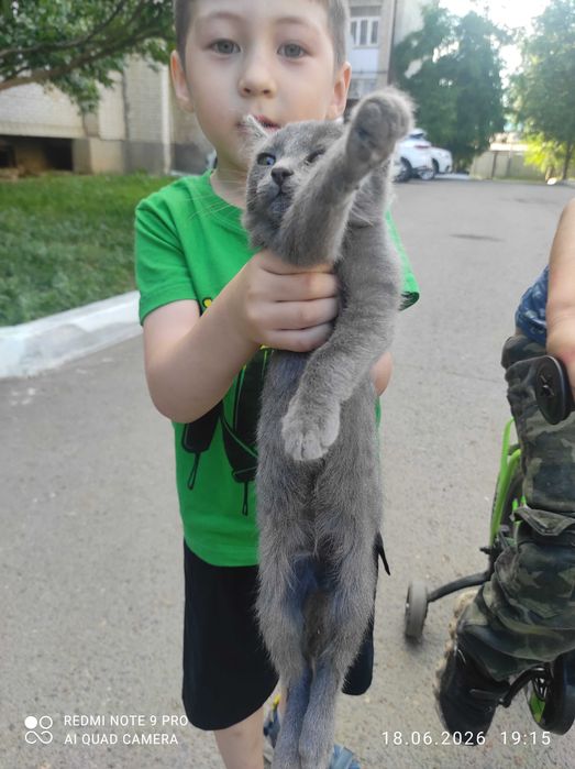 Котёнок в добрые руки