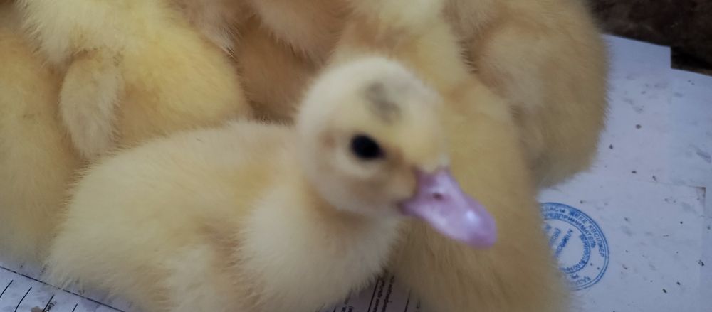 Продам недельных индоутят