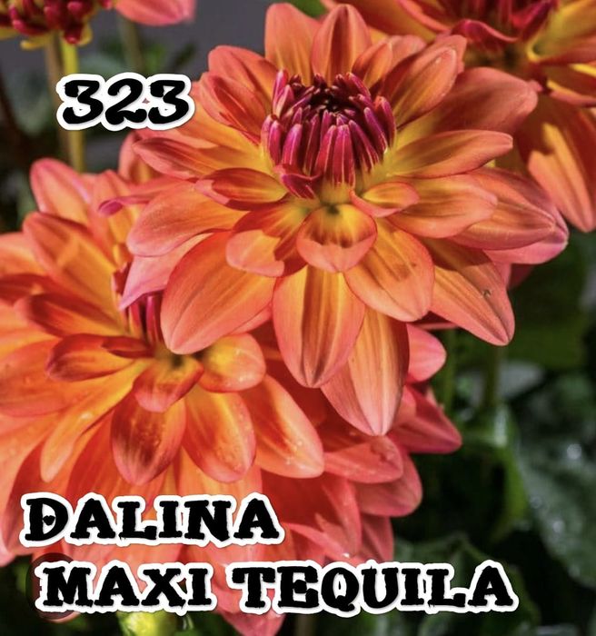 Продам георгины-патио