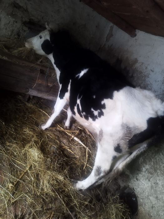 Vând vaca de lapte Holstein