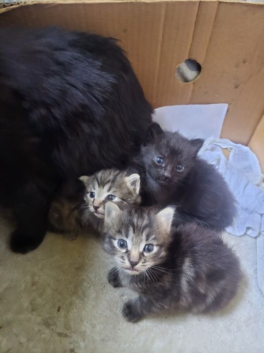 Котята в добрые руки