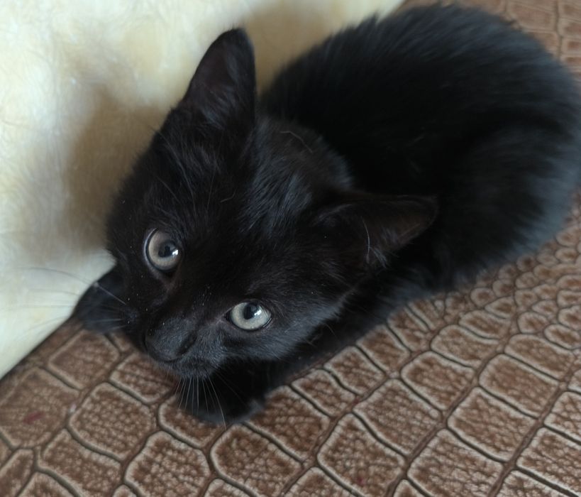 Котёнок, бесплатно