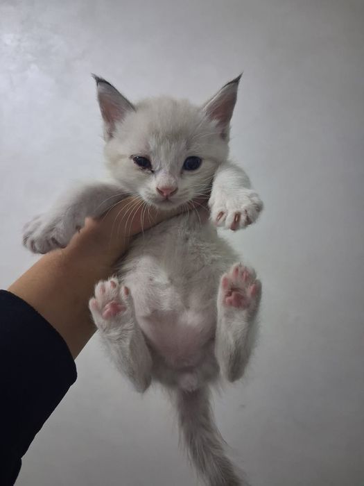 Маленькие красивые котята