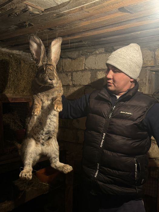 Продам кролики Микс