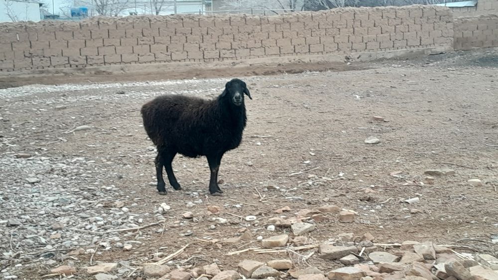 Қозылы қой мен дәу қой