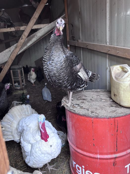 Продам молодых индюков