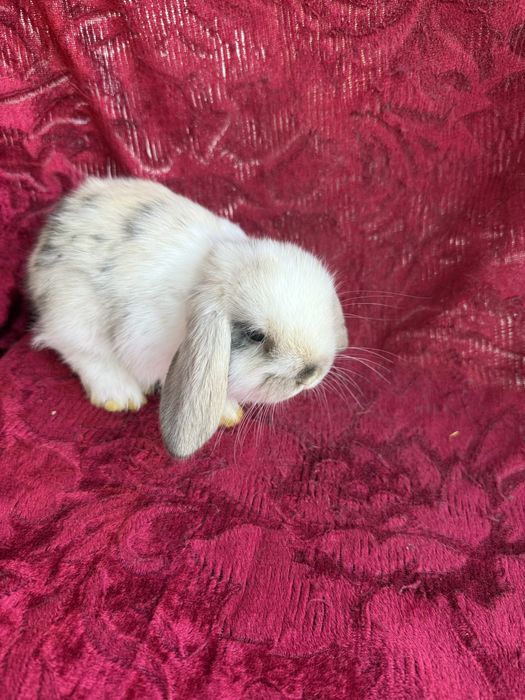 Продаются крольчата карликового барана.