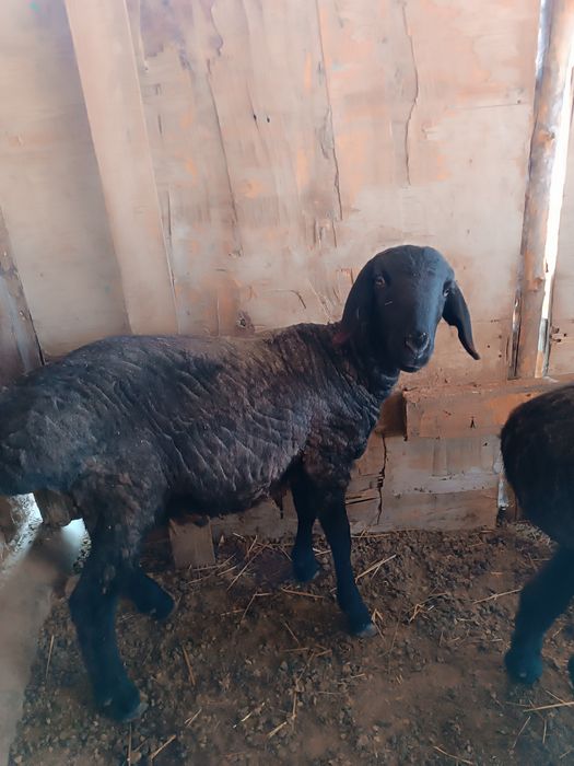 Қошқар қой тоқты