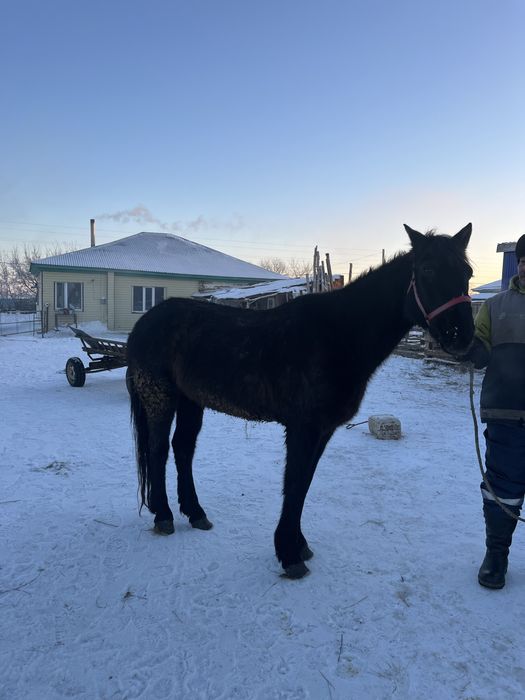 Кестірілген ат 8 жасар аяқ қолы сау